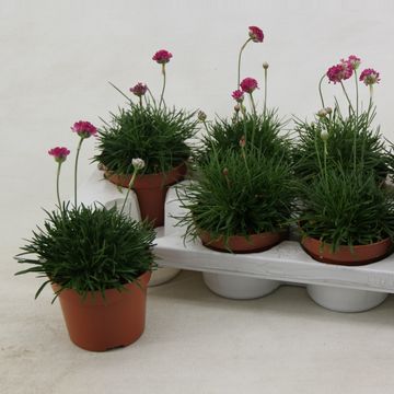 Armeria maritima 'Abbey Deep Rose'