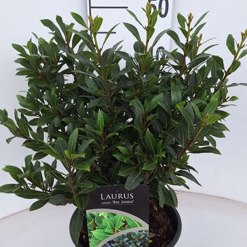 Laurus nobilis 'Bay Junior'