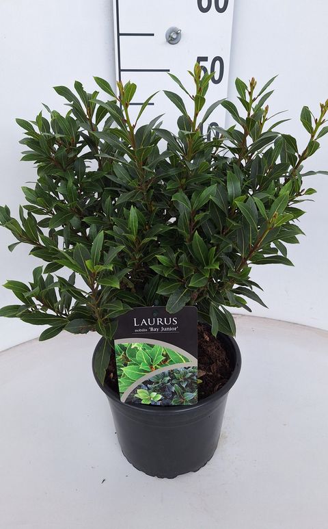 Laurus nobilis 'Bay Junior'