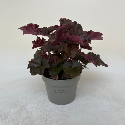 Heuchera micrantha 'Palace Purple'