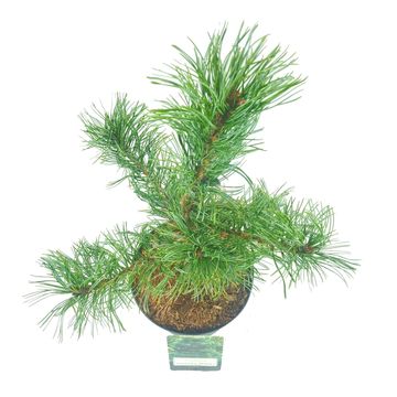 Pinus parviflora 'Schoon's Bonsai'