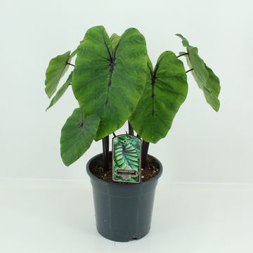 Colocasia 'Pharaoh’s Mask'