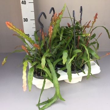 Epiphyllum anguliger 'Fire'