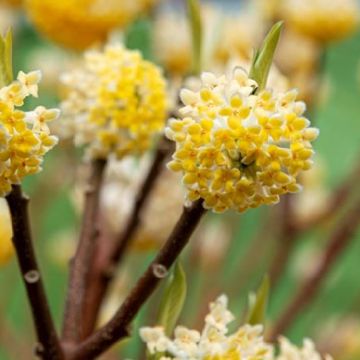 Edgeworthia chrysantha 'Grandiflora'