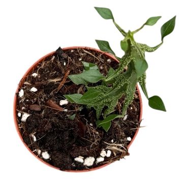 Ceropegia simoneae
