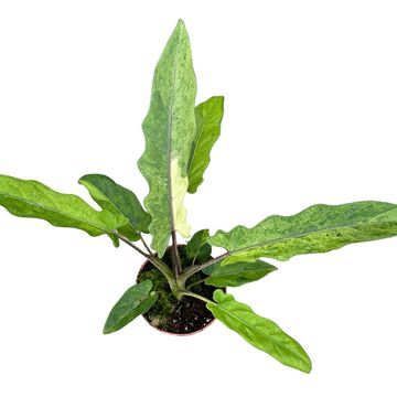 Alocasia lauterbachiana 'Variegata'