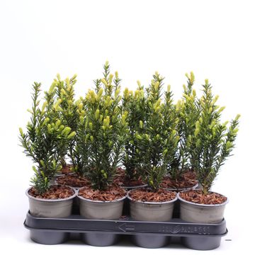 Taxus x media 'Hillii'