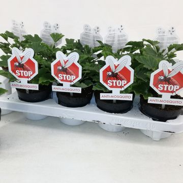 Pelargonium 'Orange Fizz'