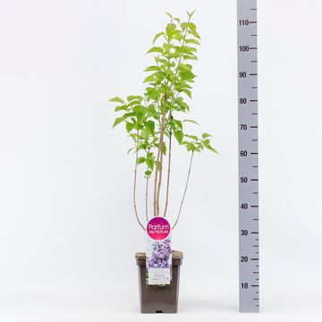 Syringa vulgaris 'Nadezhda'