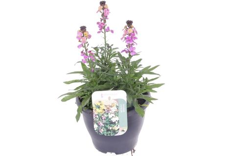 Erysimum LEYA ORANGE GLOW