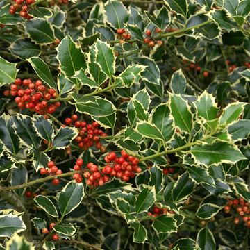 Ilex aquifolium 'Argentea Marginata'