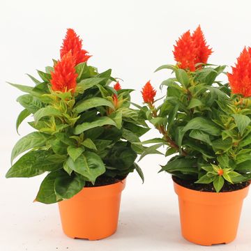 Celosia KELOS FIRE ORANGE