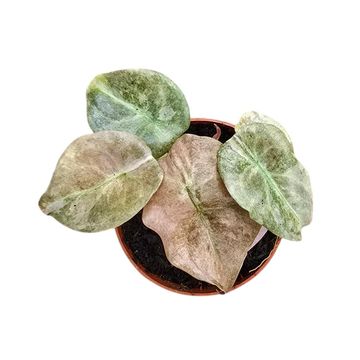 Alocasia cuprea 'Variegata Mint'