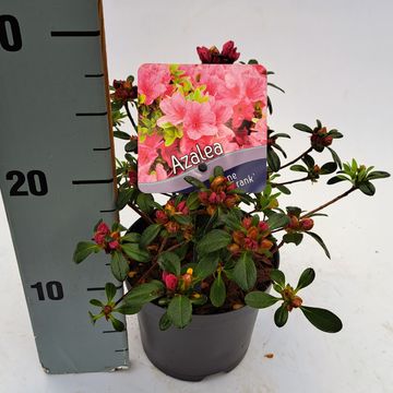 Rhododendron 'Anne Frank' (AJ)