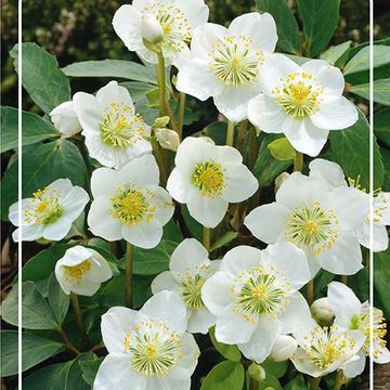 Helleborus MIX