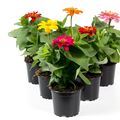 Zinnia elegans MIX