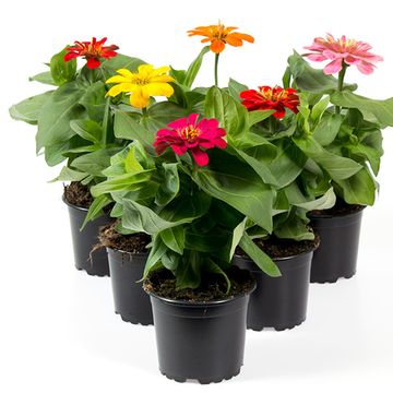 Zinnia elegans MIX
