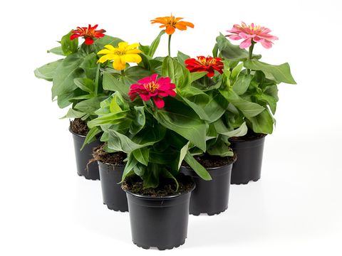 Zinnia elegans MIX
