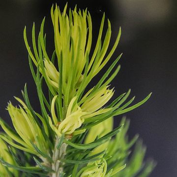 Picea glauca 'Daisy's White'