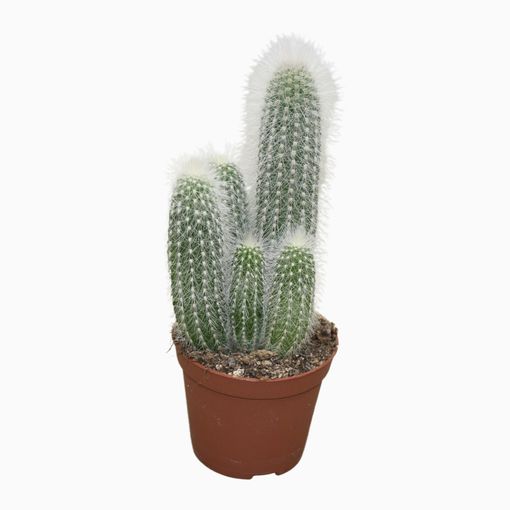 Cleistocactus straussii