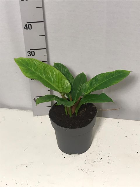 Philodendron melinonii