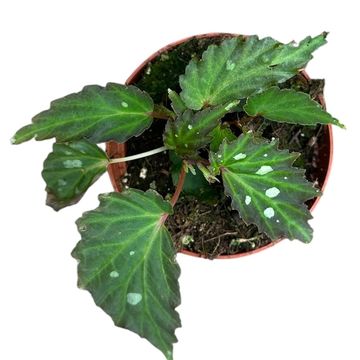 Begonia 'Mantuk'