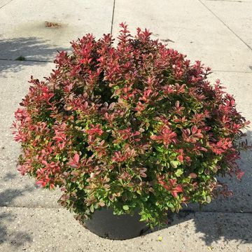 Berberis thunbergii 'Адмирэйшн'