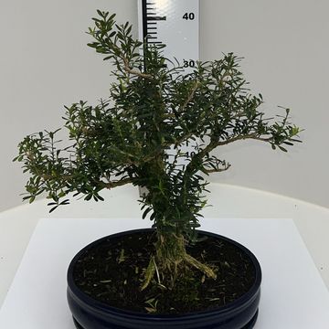 Buxus harlandii