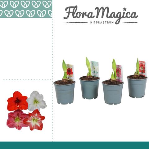 Hippeastrum MIX
