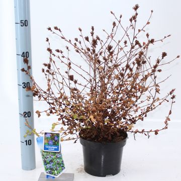 Ceratostigma griffithii