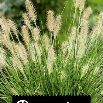 Pennisetum alopecuroides 'Hameln'