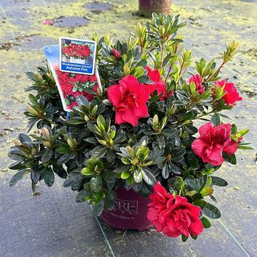 Rhododendron ENCORE AUTUMN FIRE