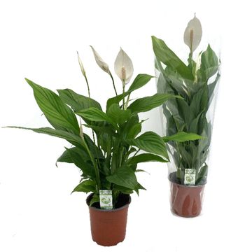 Spathiphyllum 'Sweet Silvio'