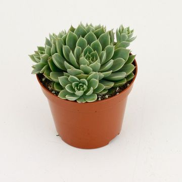 Echeveria 'Scorpio'