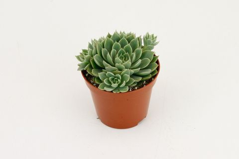 Echeveria 'Scorpio'
