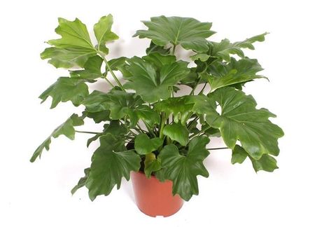 Philodendron bipinnatifidum 'Little Hope'