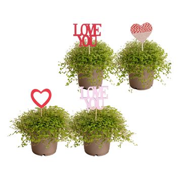 Soleirolia soleirolii