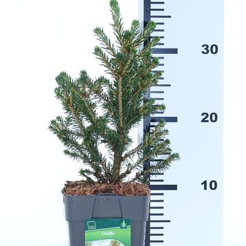 Picea abies 'Вилс Цверг'