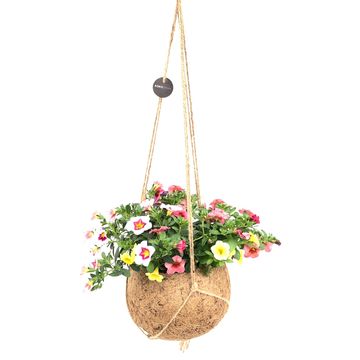 Calibrachoa MIX IN POT