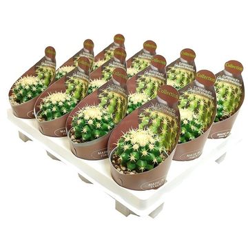 Echinocactus grusonii brevispinus