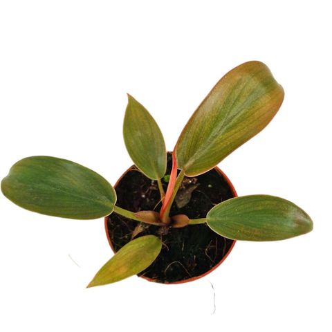 Philodendron 'Florida Bronze'