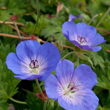 Geranium ROZANNE
