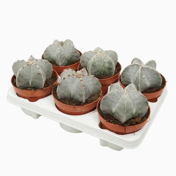 Astrophytum myriostigma