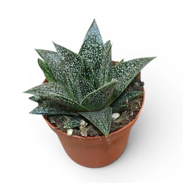 Gasteria 'D-Plodoccus'