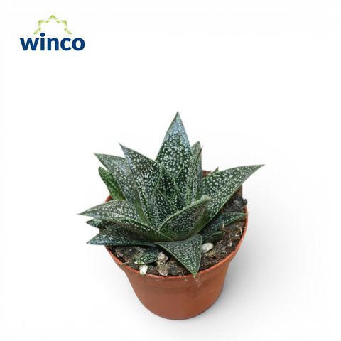 Gasteria 'D-Plodoccus'
