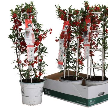 Pyracantha coccinea 'Red Star'