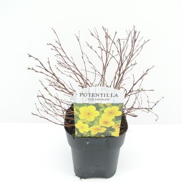 Potentilla fruticosa 'Goldfinger'