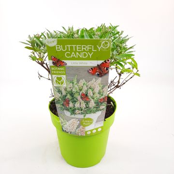 Buddleja davidii BUTTERFLY CANDY LITTLE WHITE