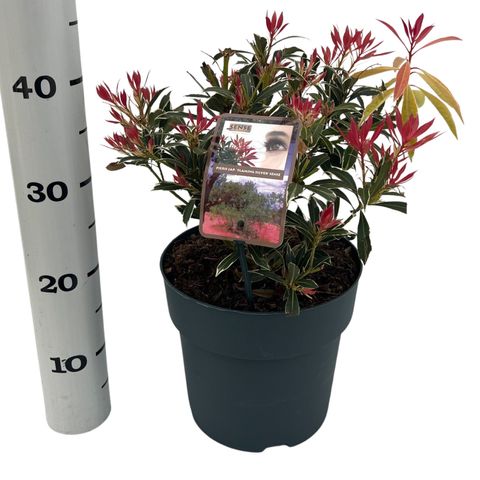 Pieris japonica MIX