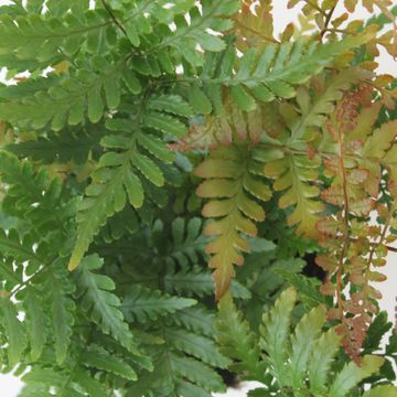 Dryopteris erythrosora prolifica